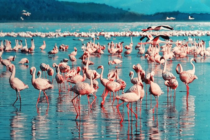 4-Day Safari to Tarangire ,Serengeti and Ngorongoro Crater From Arusha - Review Highlights