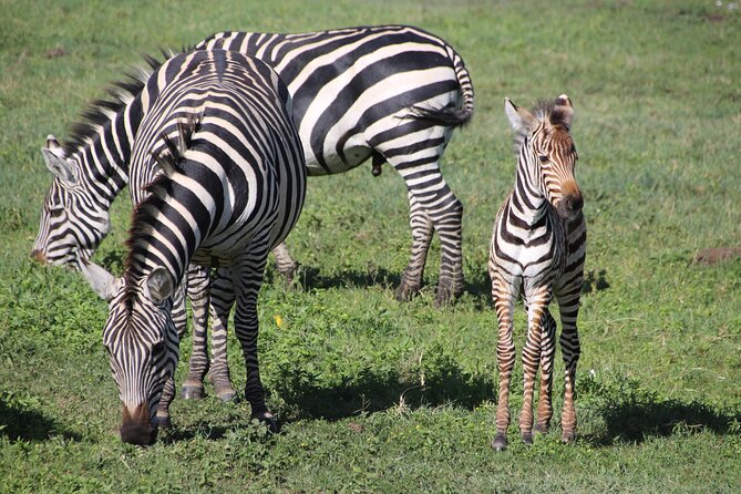 4-Day Safari to Tarangire, Serengeti and Ngorongoro From Arusha - Join a Group - Safari Exclusions