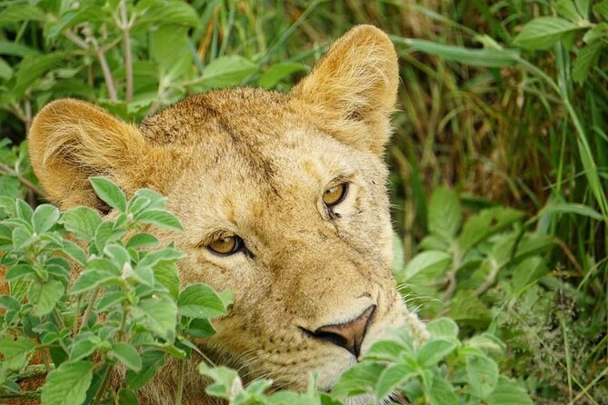 4-Day Safari to Tarangire, Serengeti and Ngorongoro From Arusha - Join a Group - Cancellation Policy