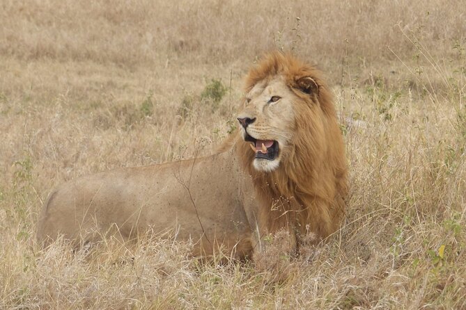 4 Day Serengeti and Ngorongoro Crater - Wildlife Spotting Opportunities