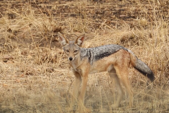 4 Day Serengeti and Ngorongoro Crater - Fees, Taxes, and Services