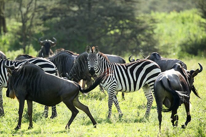 4-Day Serengeti, Ngorongoro, & Lake Manyara Budget Tour - Pickup Information