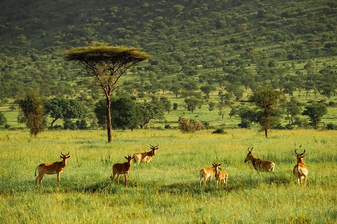 4-Day Serengeti, Ngorongoro, & Lake Manyara Budget Tour - Ngorongoro Crater