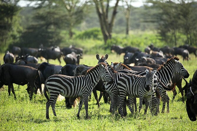 4-Day Serengeti, Ngorongoro, & Lake Manyara Budget Tour - Lake Manyara National Park