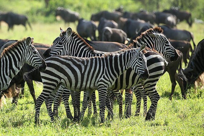 4-Day Serengeti, Ngorongoro, & Lake Manyara Budget Tour - Preparing for the Tour