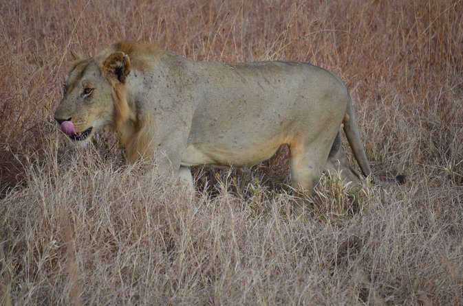 4 Day Serengeti & Ngorongoro Safari Wildlife Wonders of Tanzania - Ngorongoro Conservation Area