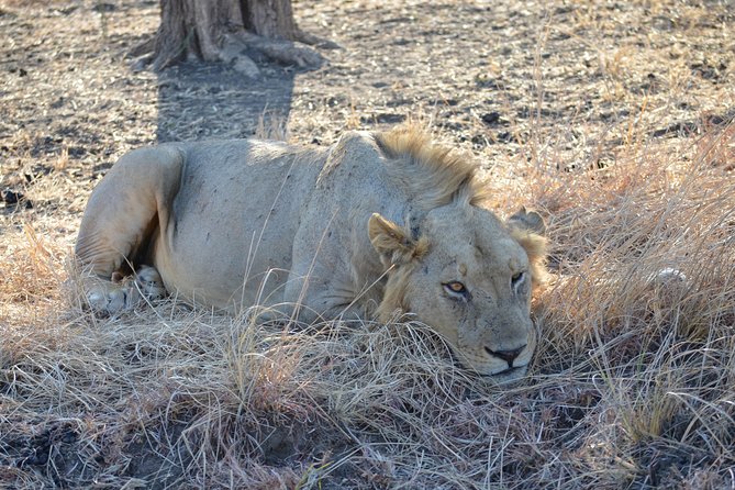 4 Day Serengeti & Ngorongoro Safari Wildlife Wonders of Tanzania - Pickup and Transfer