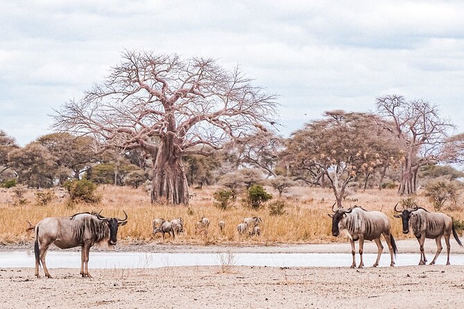 4-Day Shared Safari Tour With Complete Meals - Included Meals