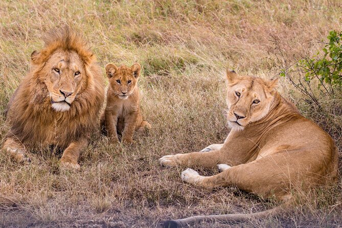 4-Day Simba Safari - Mid Range Tour - Itinerary Overview