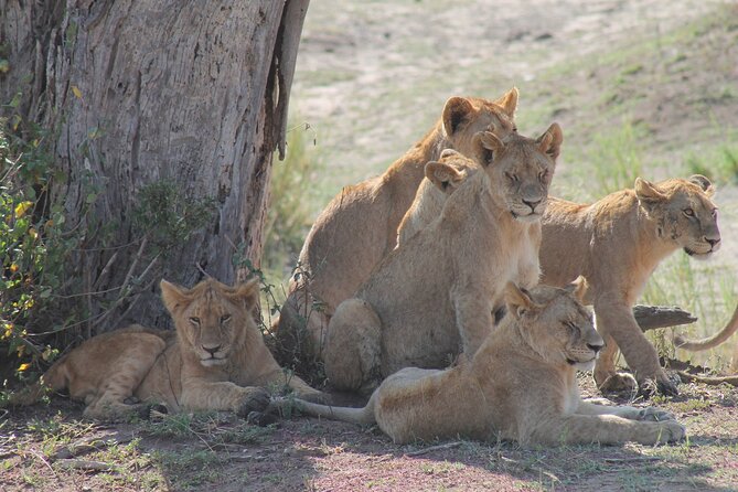 4-Day Simba Safari - Mid Range Tour - Safari Activities