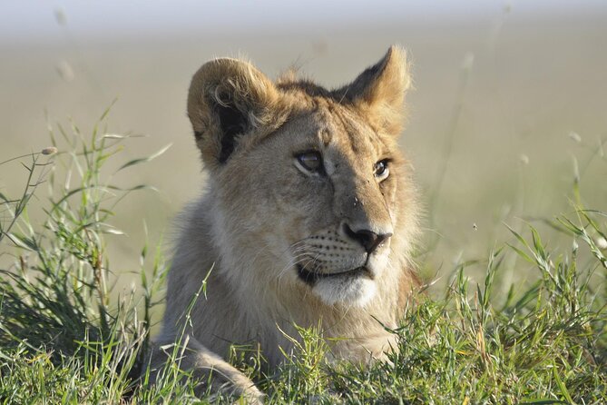 4-Day Simba Safari - Mid Range Tour - Whats Included