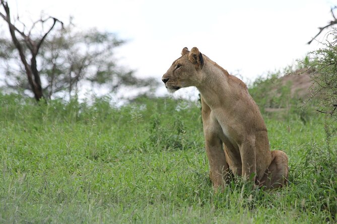 4-Day Simba Safari - Mid Range Tour - Additional Information