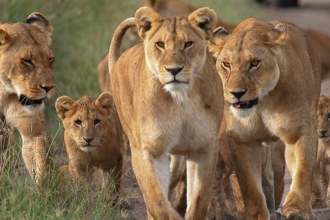 4-Day Small Group Maasai Mara and Lake Nakuru Safari Without Fees - Unobstructed Game Drive Views
