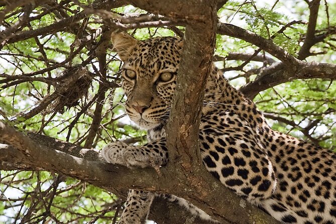 4-Day Small-Group Safari in Tarangire, Ngorongoro and Serengeti - Itinerary at a Glance