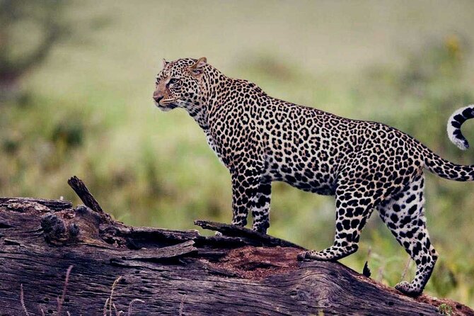 4-Day Small-Group Safari in Tarangire, Ngorongoro and Serengeti - Ngorongoro Crater