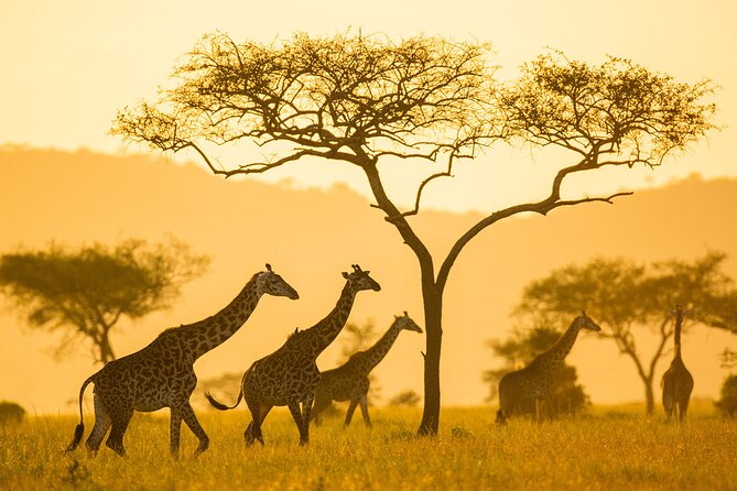 4-Day Small-Group Safari in Tarangire, Ngorongoro and Serengeti - Accommodations and Meals