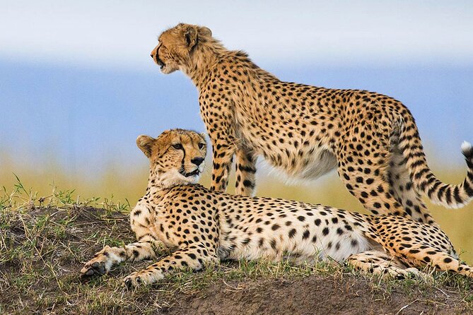 4-Day Small-Group Safari in Tarangire, Ngorongoro and Serengeti - Reviews and Ratings