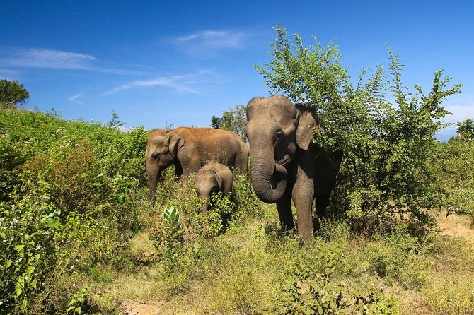 4-Day Sri Lanka Coast Tour - Booking Information