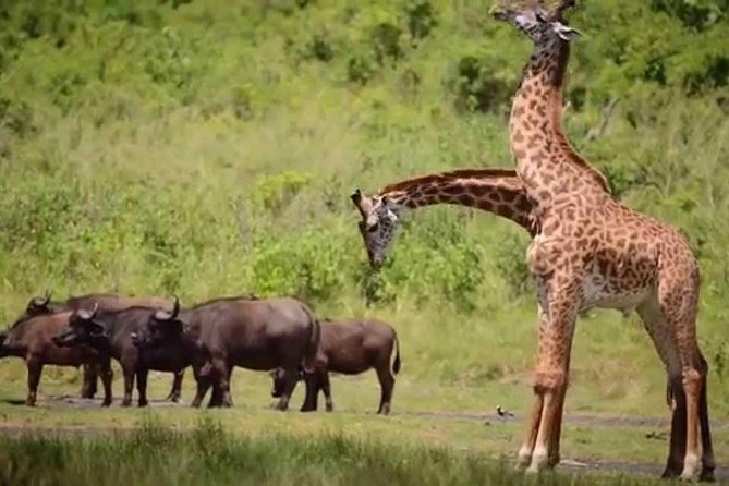 4-Day Tanzania Camping Safari to Lake Manyara, Serengeti, and Ngorongoro Crater - Included Amenities and Activities