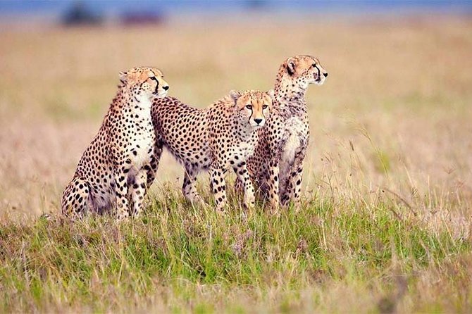 4 Day Tanzania Luxury Safari - Inclusions