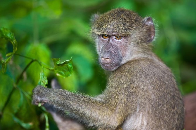 4 Day Tanzania Luxury Safari - Pricing and Guarantee
