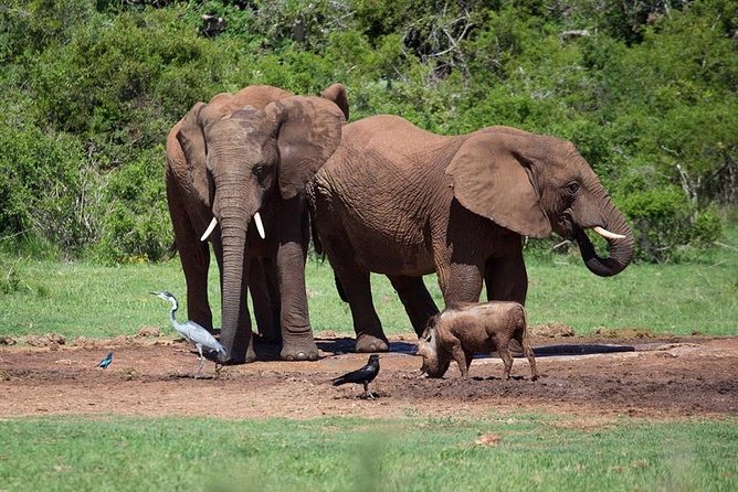 4 Day Tanzania Luxury Safari - Safari Experience