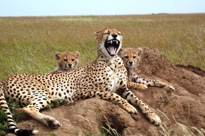4 Day Tanzania Luxury Safari - Frequently Asked Questions