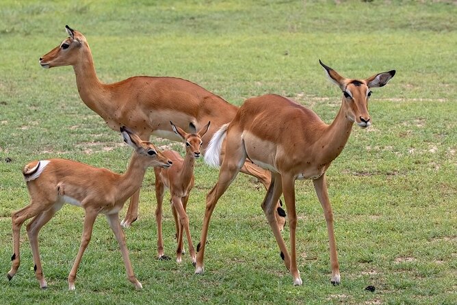 4 Day: Taste of Wildlife - Booking and Cancellation Policy