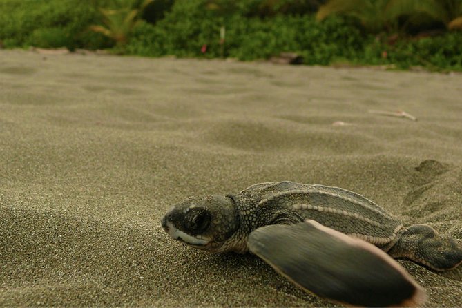 4-day Tortuguero + Pacuare Overnight - Key Points