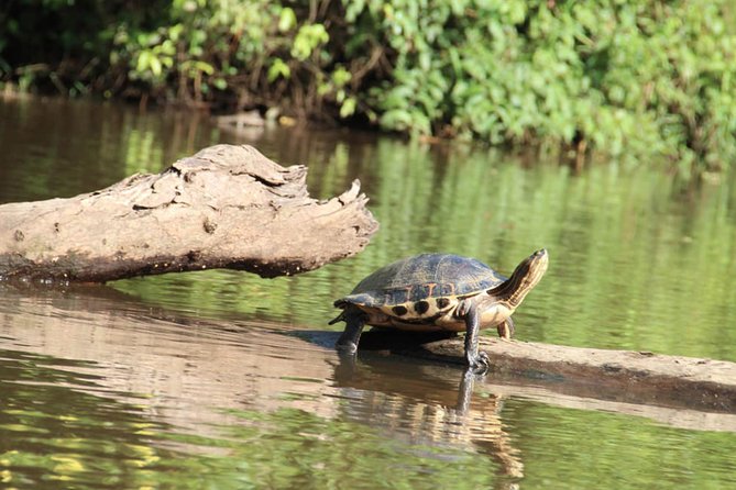 4-day Tortuguero + Pacuare Overnight - Itinerary Day 3