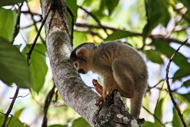 4 Day Tour in Tambopata National Reserve - Transportation Details