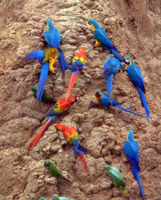 4-Day Tour of the Tambopata National Reserve - Arrival and Transfer