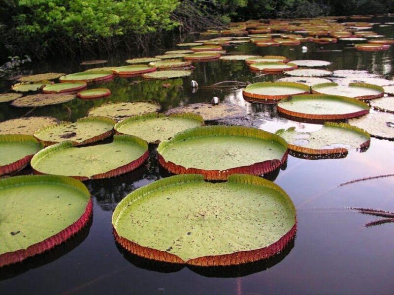 4-Day Tour of the Yanayacu River With Bird Watching - Highlights of the Experience