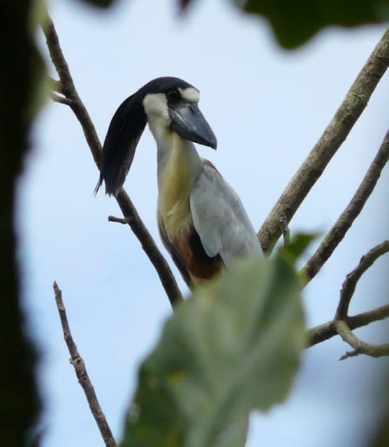 4-Day Tour of the Yanayacu River With Bird Watching - Excluded Expenses
