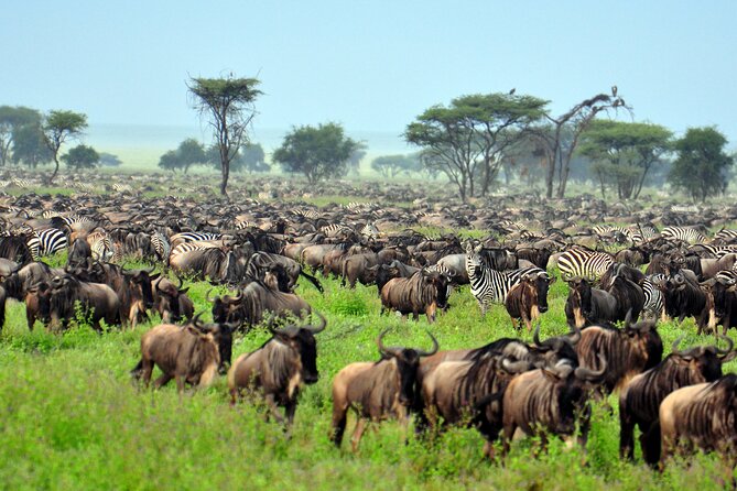 4-Day Tour to Tarangire, Serengeti and Ngorongoro - Booking Information