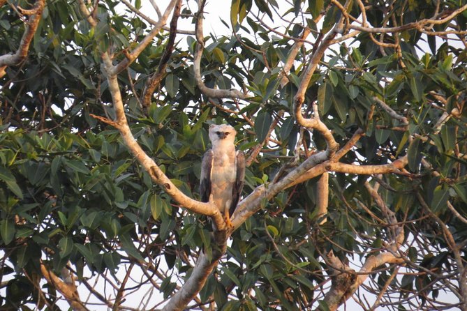 4-Day Trip: Cuyabeno Amazon Experience - Accommodation and Amenities