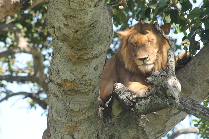 4-Day Uganda Gorilla Trekking and Wildlife Safari - Meeting and Pickup