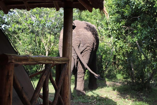 4 Day Uganda Gorilla Trekking Safari With Lake Bunyonyi - Booking Details