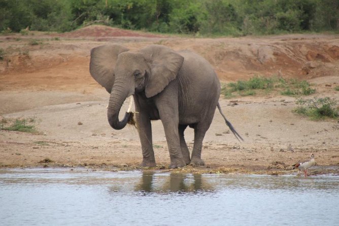 4 Day Uganda Gorilla Trekking Safari With Lake Bunyonyi - Gorilla Trekking Experience