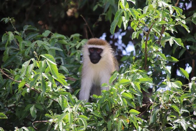 4 Day Uganda Gorilla Trekking Safari With Lake Bunyonyi - Exploring Lake Bunyonyi