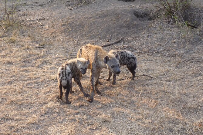 4-Day Unforgettable Kruger Park Safari & Panorama Route Tour - Photography and Wildlife