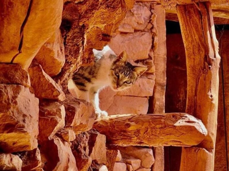 4 Day Visiting the Berber Village - Experience Highlights