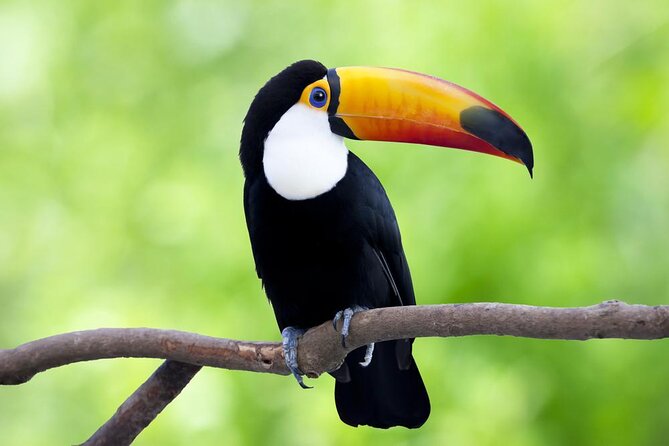4-Day Wildlife Camping Tour to Pacaya-Samiria National Park From Iquitos, Peru - Key Points