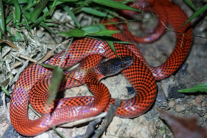 4-Day Wildlife Camping Tour to Pacaya-Samiria National Park From Iquitos, Peru - Included Highlights