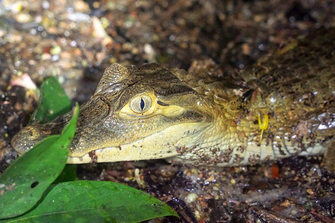 4-Day Wildlife Camping Tour to Pacaya-Samiria National Park From Iquitos, Peru - Rating and Reviews