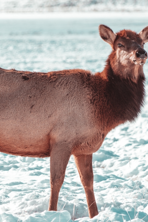 4-Day Winter Yellowstone Tour - Key Points