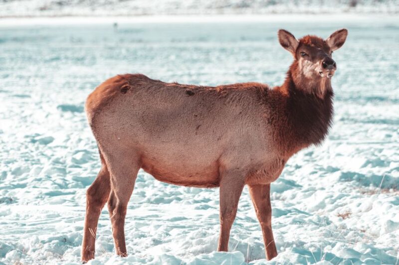 4-Day Winter Yellowstone Tour - Itinerary Highlights