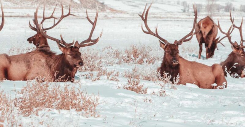 4-Day Winter Yellowstone Tour - Tour Locations