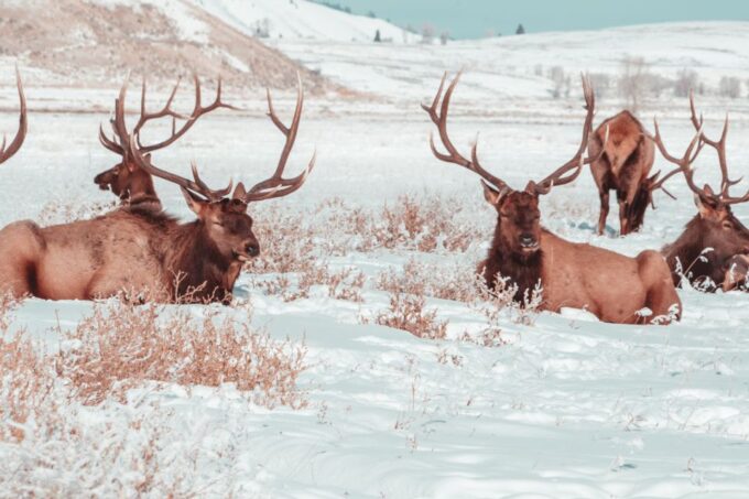4-Day Winter Yellowstone Tour - Frequently Asked Questions