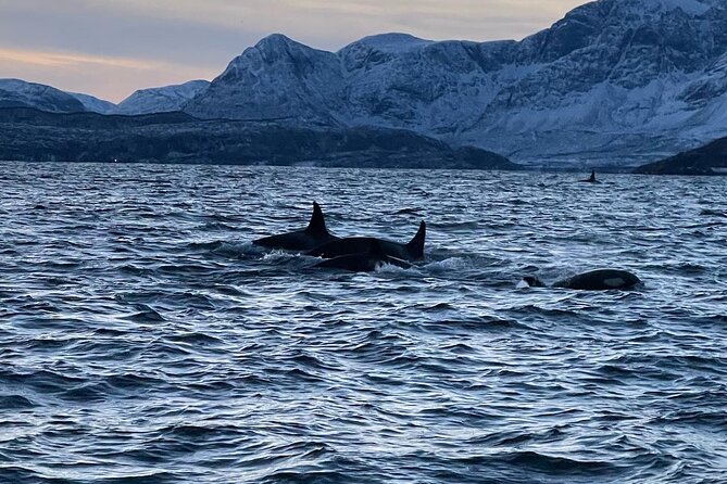 4 Days, 3 Countries Tour: Northern Lights and Moose - Included Experiences